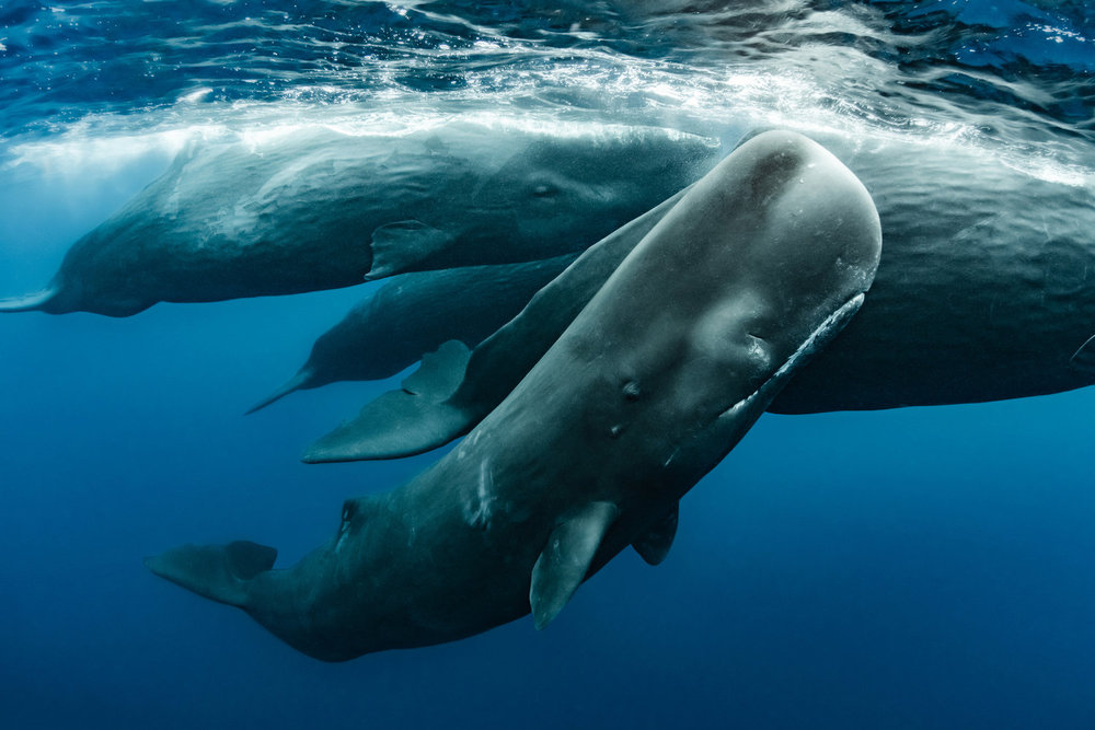 The Americas sperm whales NBC